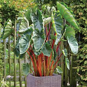 Van Zyverden Hawaiian Punch Elephant Ear Patio Kit with Rattan Planter