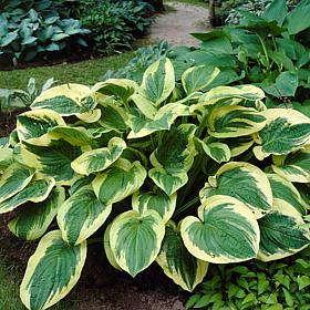 Van Zyverden Hosta Twilight - Set of 3 Roots