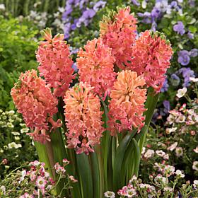 Van Zyverden Hyacinths Sweet Invitation, Set of 10 Bulbs
