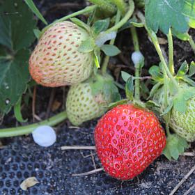 Van Zyverden Junebearing Strawberries Allstar Set of 20 Roots