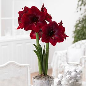 Van Zyverden Mega Amaryllis Red Pearl Limited Availability, 1 Bulb