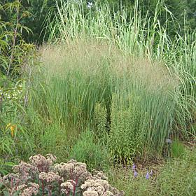 Van Zyverden Ornamental Grass Blue Switch (1) 3.25" Dormant Plant