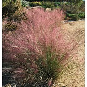 Van Zyverden Ornamental Grass Pink Muhly 1 Dormant Plant