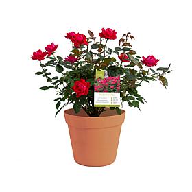 Van Zyverden Patio Gardening Double Knock Out Rose Kit
