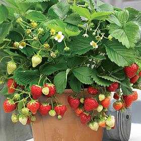 Van Zyverden Patio Gardening Strawberry Quinault Kit