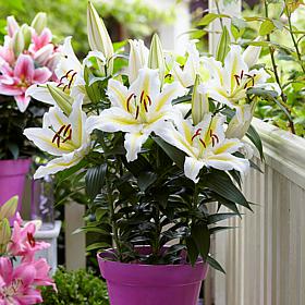 Van Zyverden Patio Golden Romance Lilies Kit