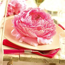 Van Zyverden Peonies Sarah Bernhardt 1 Economy Sized Root