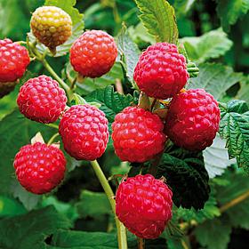 Van Zyverden Raspberry Latham Red Set of 1 Plant