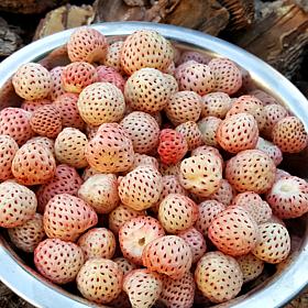 Van Zyverden Specialty Strawberries White Carolina - Set of 20 Roots