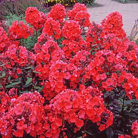 Van Zyverden Tall Phlox Paniculata Starfire Set of 5 Roots
