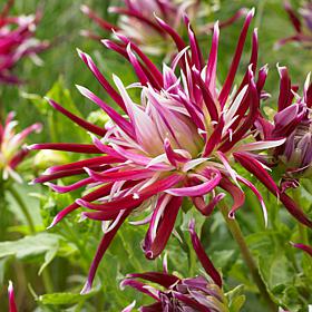 VanZyverden Dahlias Spider Woman Bulbs 5-Pack