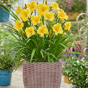 VanZyverden Day Lily Kit w/ Ratten Planter, Planting Medium and Root