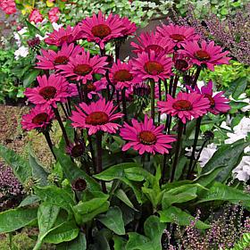 VanZyverden Echinacea Fatal Attraction - Set of 3 Roots
