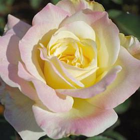 VanZyverden Garden Party Roses Root