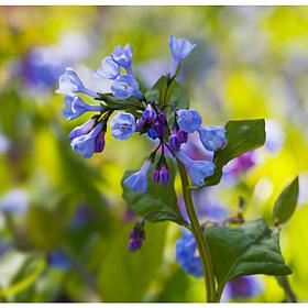 Woodland Plant Virginia Blue Bells Set of 3 Roots
