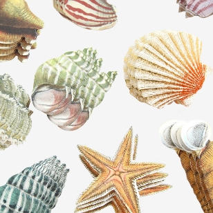 sea shells